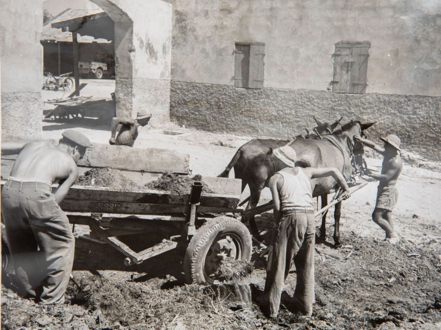 Trabajadores del "Kibbutz Buchenwald" (más tarde llamado Netzer Sereni) fundado en el centro de Israel por sobrevivientes del Holocausto liberados del campo de concentración de Buchenwald, el 9 de septiembre de 1948. EF Ilani / ACME