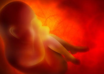 Imagen ilustrativa de un embrión (Zffoto; iStock by Getty Images)