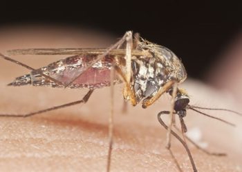 Mosquito - iStock