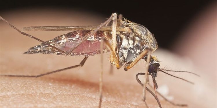Mosquito - iStock