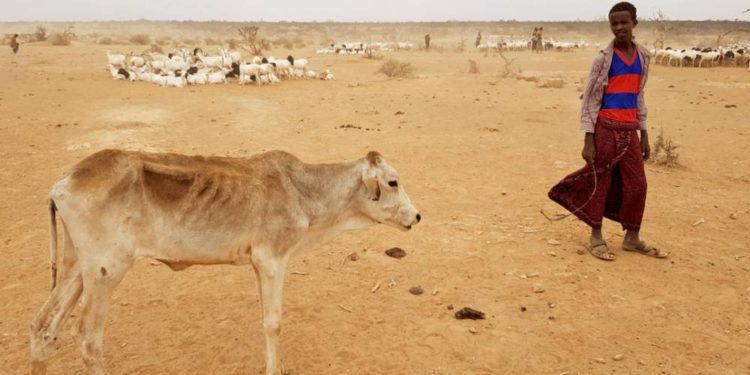 Dos millones de somalíes podrían morir de hambre este año