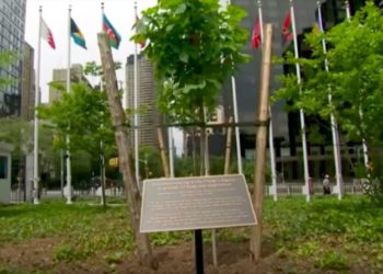 El árbol plantado en memoria de Anne Frank fuera de la sede de la ONU en la ciudad de Nueva York. Foto: captura de pantalla de YouTube.