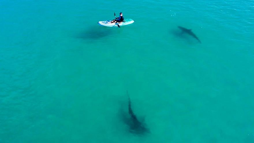 Un investigador en un kayak estudia tiburones en las aguas poco profundas cerca de Hadera, Israel. Foto de Hagai Nativ / Morris Kahn Marine Research Station / University of Haifa.