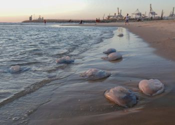 Medusas en la playa de Ashdod, julio de 2019 | Foto: Yehuda Peretz