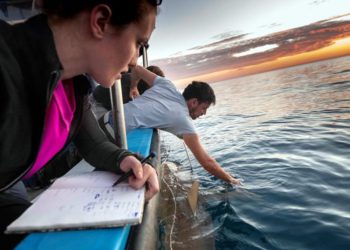 Leigh Kroeger (izquierda) y Eyal Bigal estudian tiburones en la costa israelí de Hadera. Foto de Hagai Nativ / Morris Kahn Marine Research Station / University of Haifa.