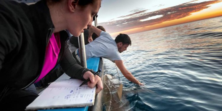 Leigh Kroeger (izquierda) y Eyal Bigal estudian tiburones en la costa israelí de Hadera. Foto de Hagai Nativ / Morris Kahn Marine Research Station / University of Haifa.