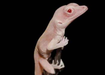 Científicos crean lagartijas mutantes editadas genéticamente por primera vez - Edición de genes, ADN, CRISPR