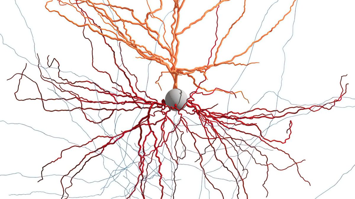 Piezas de cerebro humano vivo ayudan a científicos a mapear células nerviosas