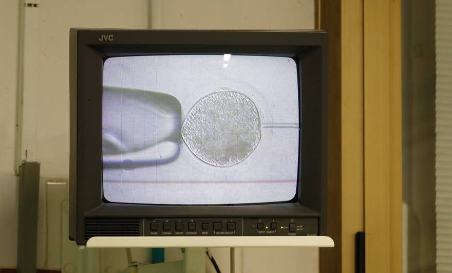 Un monitor que muestra la inseminación de los huevos de los dos últimos rinocerontes blancos del norte restantes, con esperma congelado de dos toros de la misma especie, en el laboratorio Avantea en Italia. Crédito Antonio Calanni / Associated Press