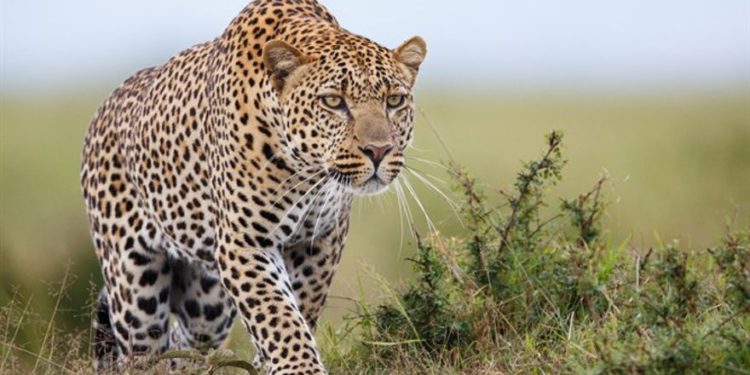 Niño israelí fue mutilado por tigre en Tailandia