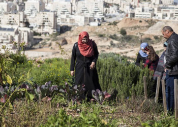 Autoridad Palestina arresta a árabes que trabajan para agricultores judíos en el valle del Jordán