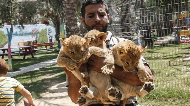 Un empleado palestino levanta tres cachorros recién nacidos en un zoológico en Rafah, en el sur de la Franja de Gaza, el 8 de septiembre de 2019