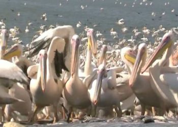 Ilustrativo: pelícanos blancos en el lago Hula en el norte de Israel (crédito de la foto: Nati Shohat / Flash90)