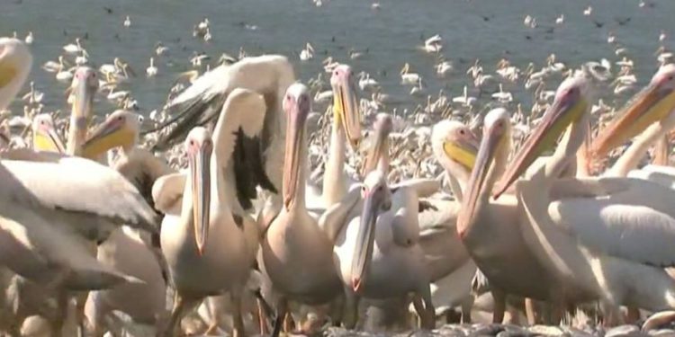 Ilustrativo: pelícanos blancos en el lago Hula en el norte de Israel (crédito de la foto: Nati Shohat / Flash90)