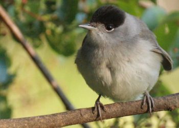 Una curruca de blackcap en el Observatorio de Aves de Jerusalén. Foto de Amir Balaban.