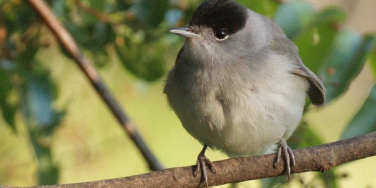 Una curruca de blackcap en el Observatorio de Aves de Jerusalén. Foto de Amir Balaban.