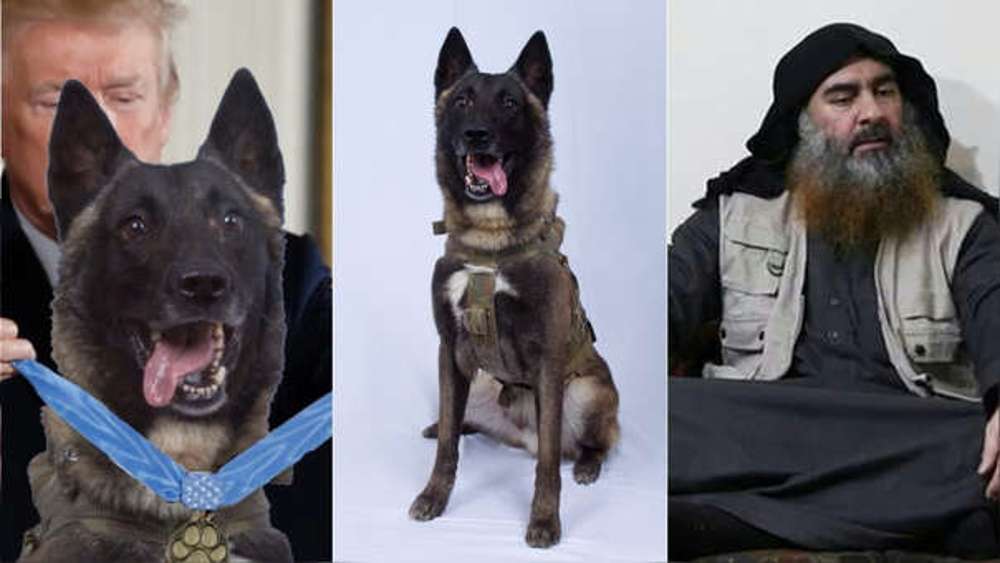 Izquierda: foto editada compartida por Donald Trump en el que aparece 'condecorando' al perro. Centro: Foto de 'Conan' difundida por el propio Donald Trump. Derecha: Abu Bakr Al Bagdadi, el cabecilla del Estado Islámico.
