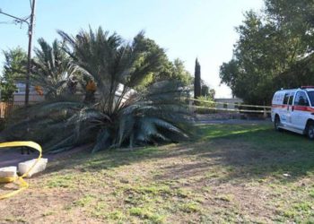 Palmera que cayó sobre 2 niñas (Foto: Yair Sagi)