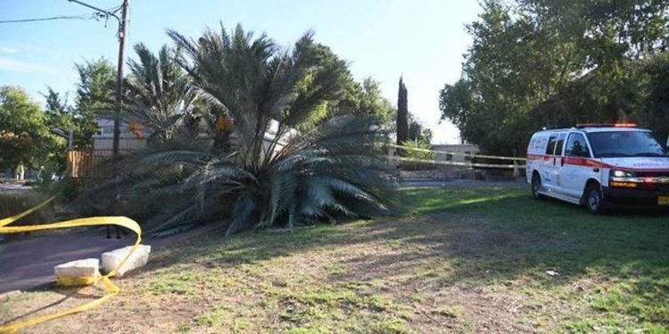 Palmera que cayó sobre 2 niñas (Foto: Yair Sagi)