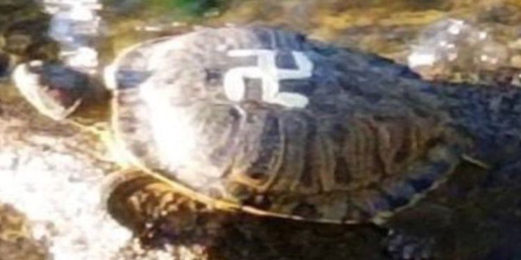 Una de las tortugas antisemitas involuntariamente en un parque en las afueras de Seattle