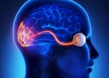 Estudio israelí: El cerebro de los ciegos puede mezclar la visión natural y “artificial”