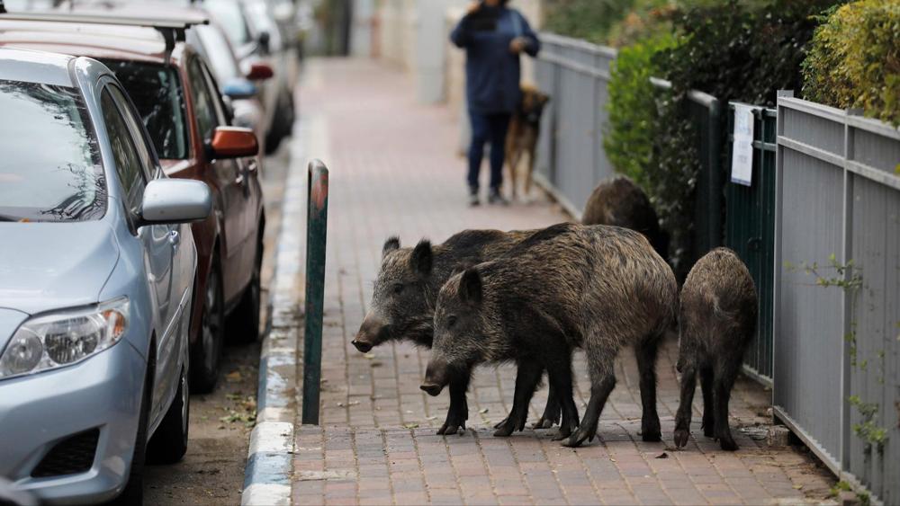 Jabalíes invaden las calles de Haifa en israel