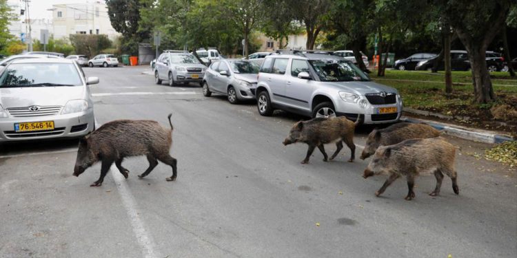 Jabalíes invaden las calles de Haifa