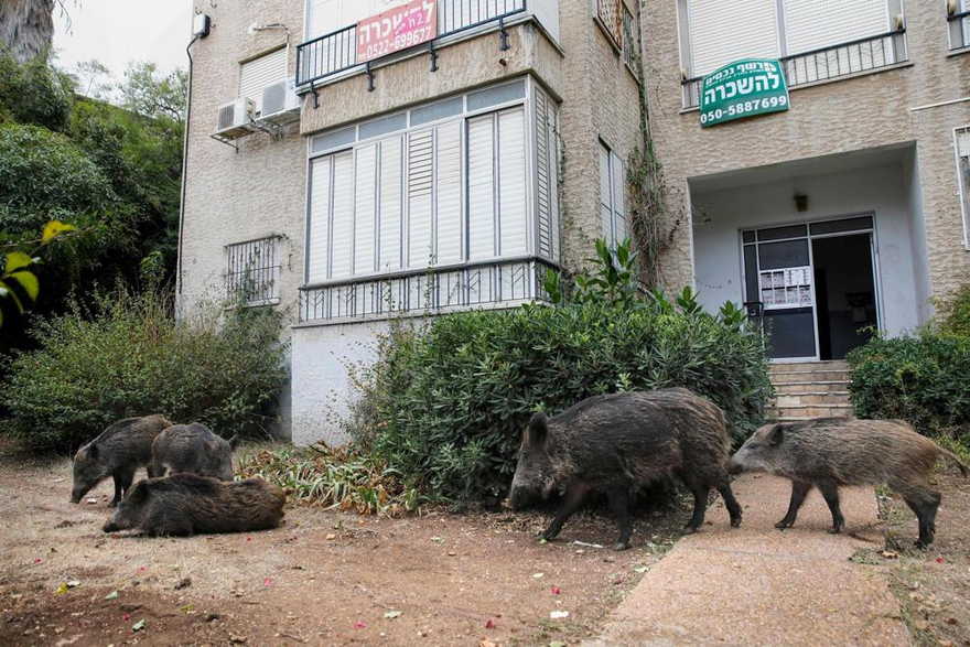 Jabalíes invaden las calles de Haifa