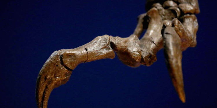 Científicos descubren en China el “eslabón perdido” entre dinosaurios y aves