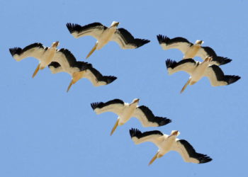 Aves migratorias de Irán son víctimas de intoxicación alimentaria