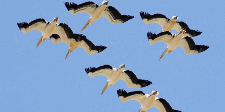 Aves migratorias de Irán son víctimas de intoxicación alimentaria