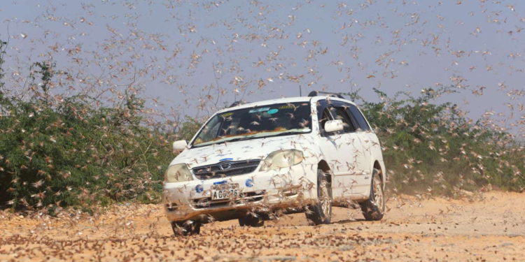 Plaga de plagas: Langostas pululan por el sur de Israel