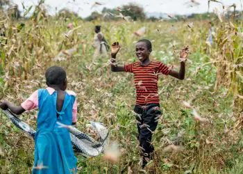 Enjambres de langostas amenazan Medio Oriente, India y África durante la pandemia