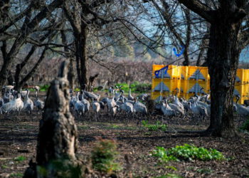 Miles de grullas invaden granjas al norte de Israel