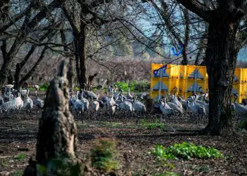 Miles de grullas invaden granjas al norte de Israel