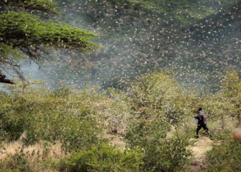 Irán planea utilizar su ejército contra la invasión de langostas que amenaza los cultivos