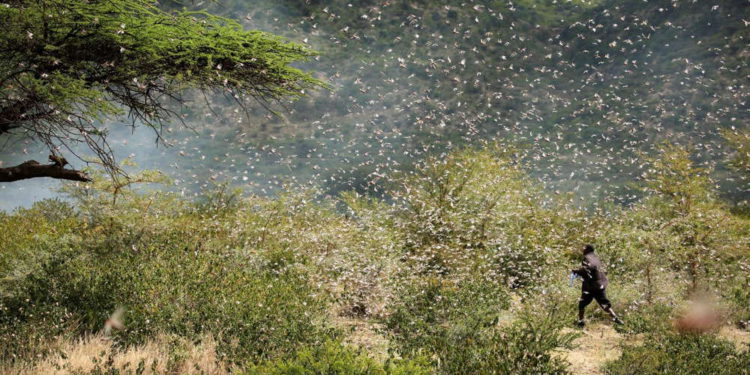 Irán planea utilizar su ejército contra la invasión de langostas que amenaza los cultivos