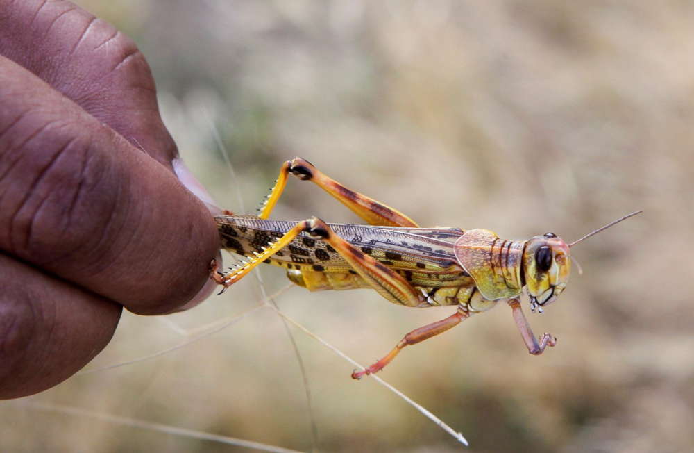 Plaga de langostas amenaza a millones de personas en África Oriental