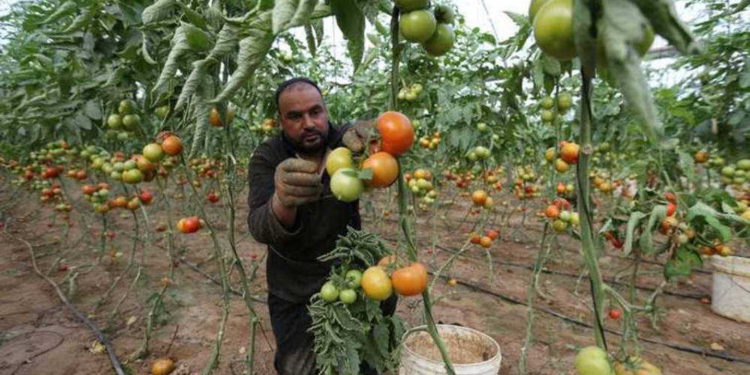 Agricultores de Gaza regresan a sus tierras a lo largo de la frontera con Israel