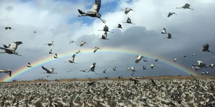 Israel se deslumbra ante la migración masiva de animales silvestres