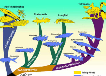 Peces prehistóricos con dedos: La brecha entre los animales acuáticos y terrestres
