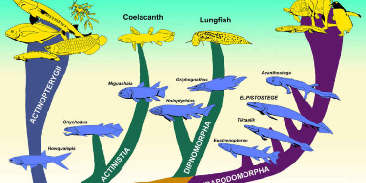 Peces prehistóricos con dedos: La brecha entre los animales acuáticos y terrestres