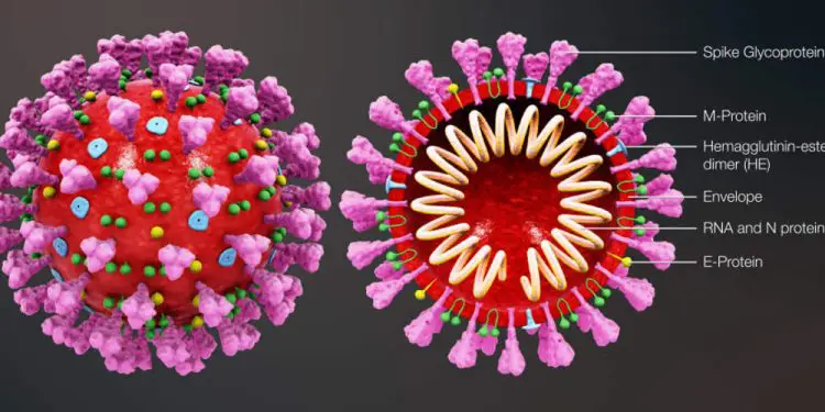 Nueva cepa de coronavirus es más contagiosa que la original, según estudio