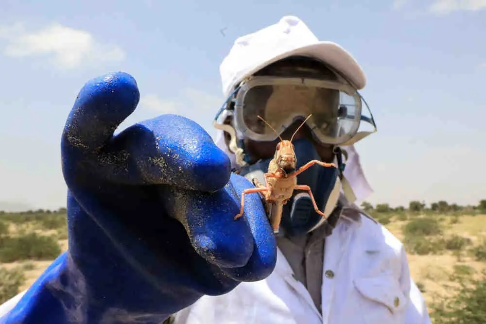 Plaga de langostas: La segunda ola será 20 veces más grande que la primera