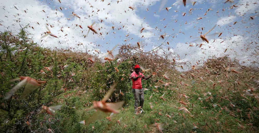 Plaga de langostas: La segunda ola será 20 veces más grande que la primera