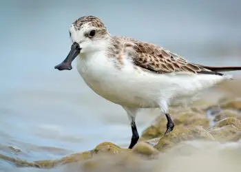 Correlimos cuchareta - Aves en grave peligro de extinción reaparecen en el sur de China