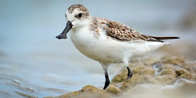 Correlimos cuchareta - Aves en grave peligro de extinción reaparecen en el sur de China