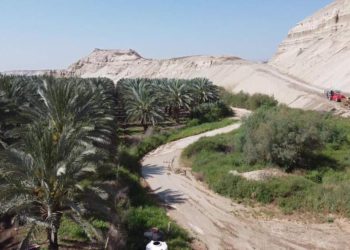 Agricultores israelíes usan drones polinizadores para cubrir la escasez de mano de obra