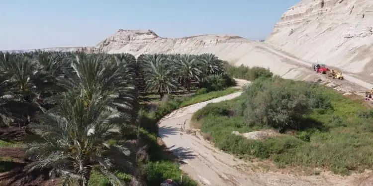 Agricultores israelíes usan drones polinizadores para cubrir la escasez de mano de obra