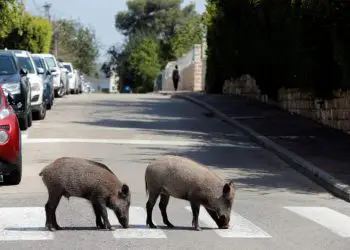 Jabalíes invaden Haifa en medio del bloqueo por el coronavirus